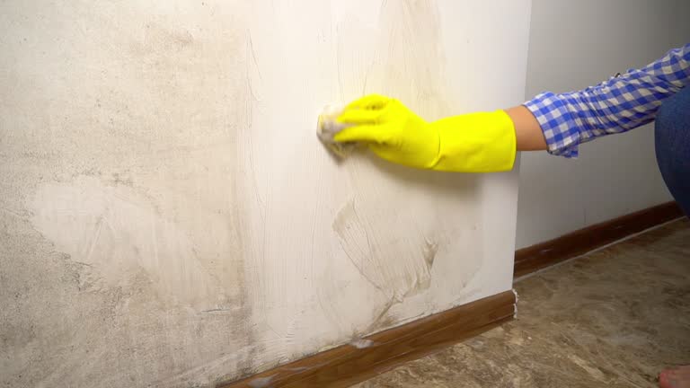 Best Black Mold Removal  in Imperial, PA