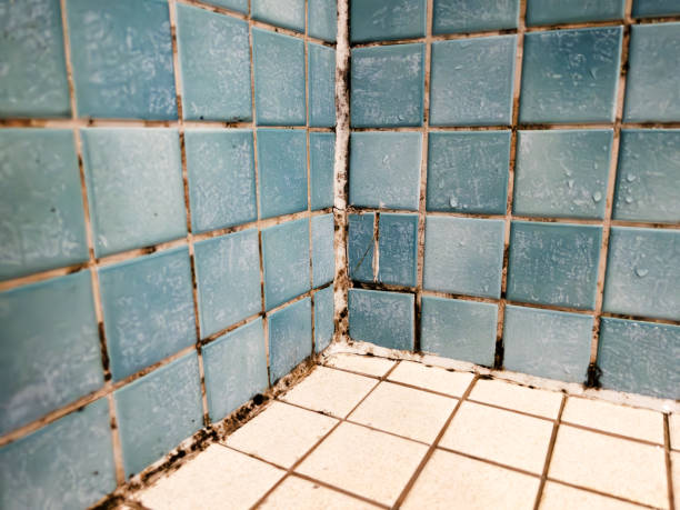 Best Mold Remediation for Healthcare Facilities  in Imperial, PA